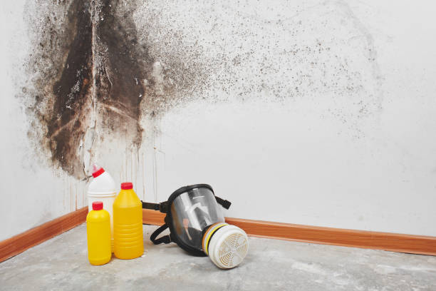 Best Mold Remediation for Schools in West Columbia, TX