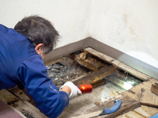 Best Mold Remediation for Schools in West Columbia, TX