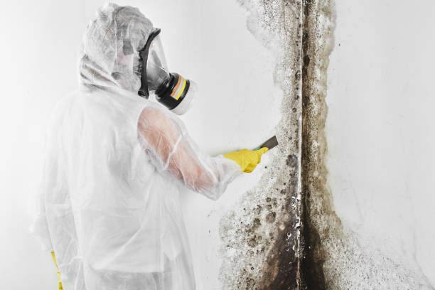 Best Emergency Mold Remediation in West Columbia, TX