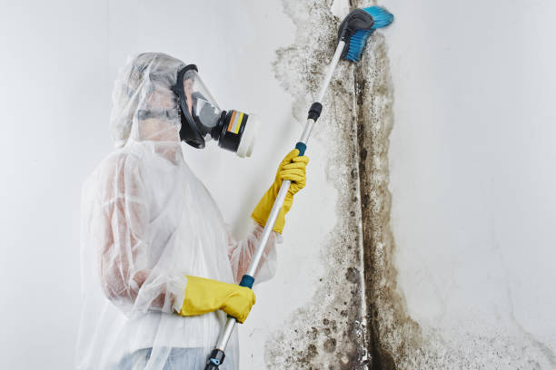 Best Residential Mold Remediation in West Columbia, TX