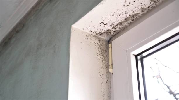 Best Black Mold Remediation in West Columbia, TX