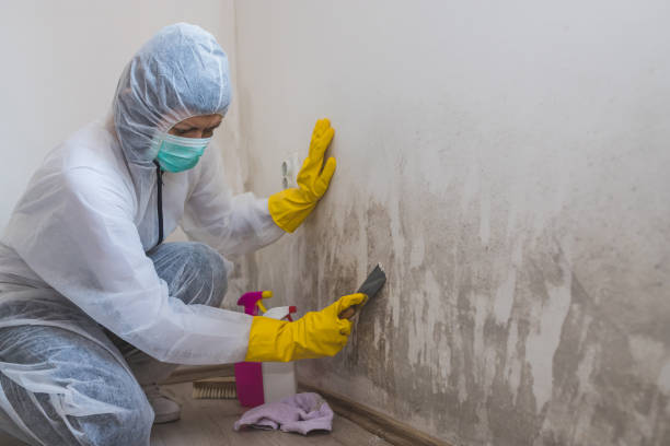 Best Health and Safety Mold Remediation in West Columbia, TX