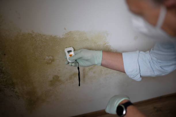 West Columbia, TX Mold Remediation Company
