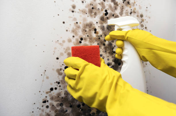 Best Basement Mold Remediation in West Columbia, TX