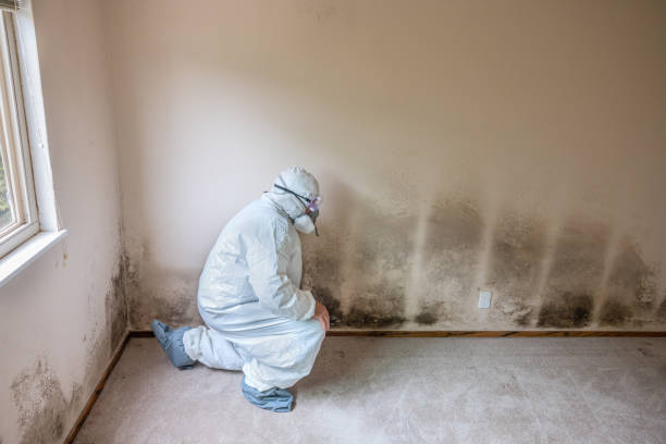 Best Attic Mold Remediation in West Columbia, TX