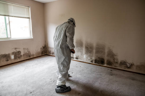 Best HVAC Mold Remediation in West Columbia, TX