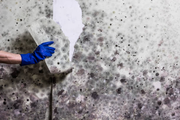 Best Localized Mold Remediation (e.g., coastal areas, humid climates) in West Columbia, TX